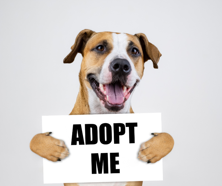 Learn more about available pets for adoption.