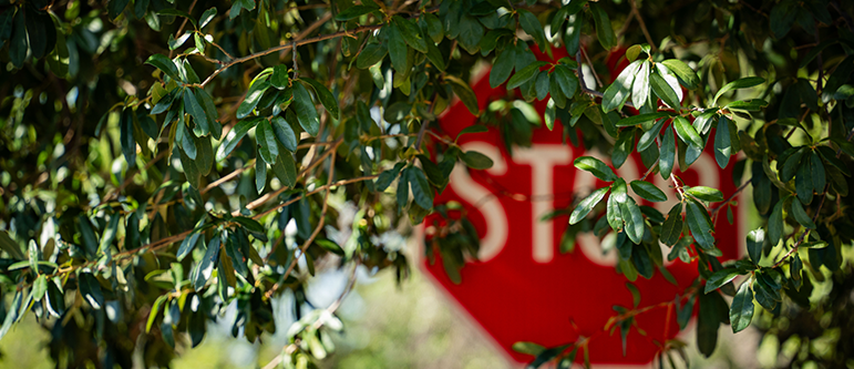 Stop sign obstructed by tree branches