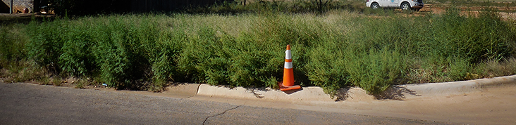 Tall weeds in a yard near a curb.