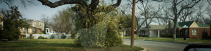 This image is of a bush obstructing view near and intersection.